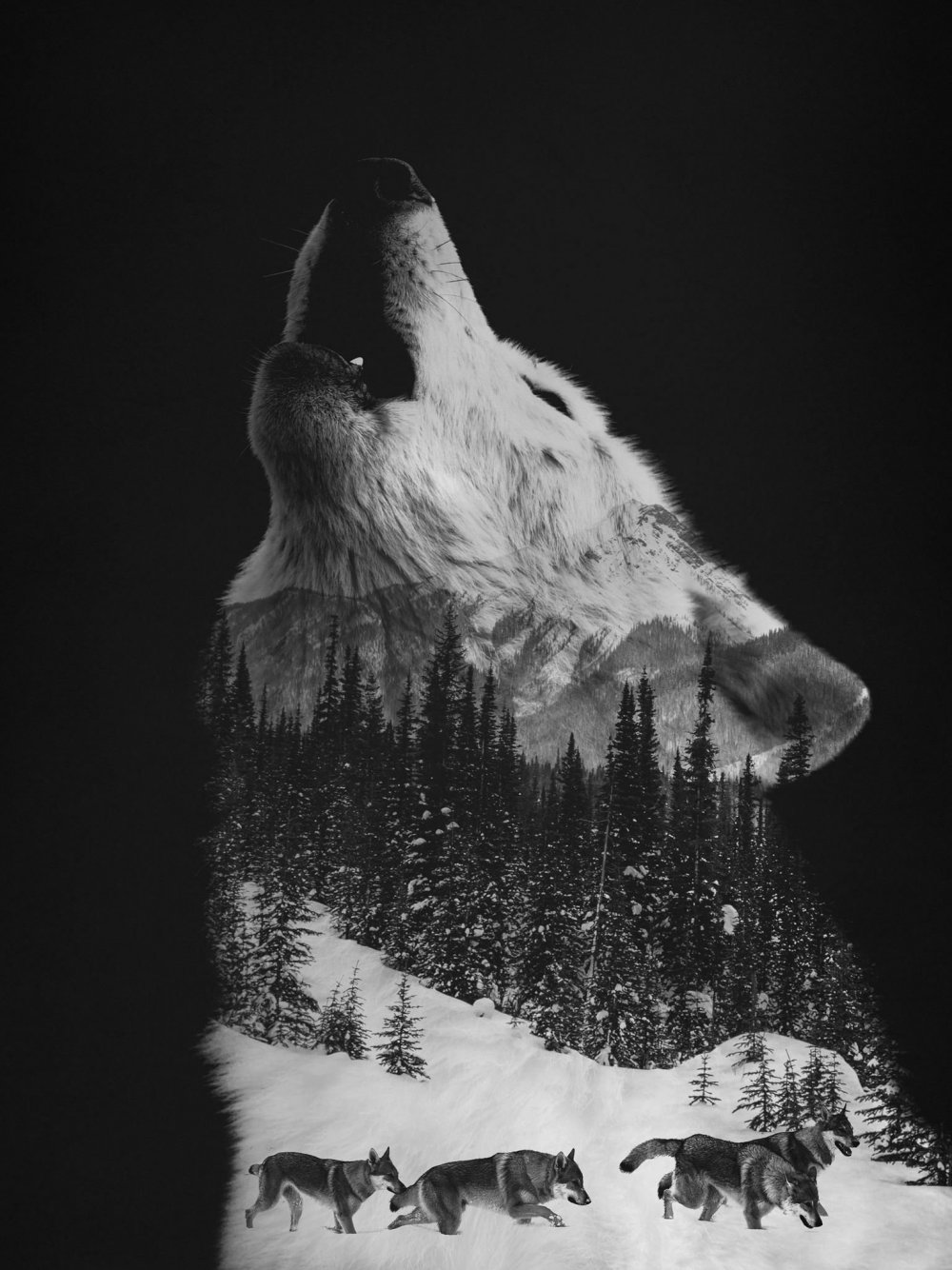 Волк черно белый