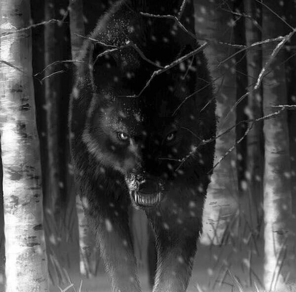 Одинокий черный волк