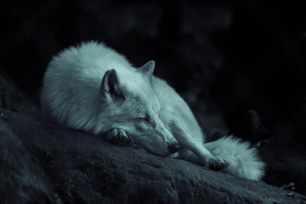 Белый волк спит