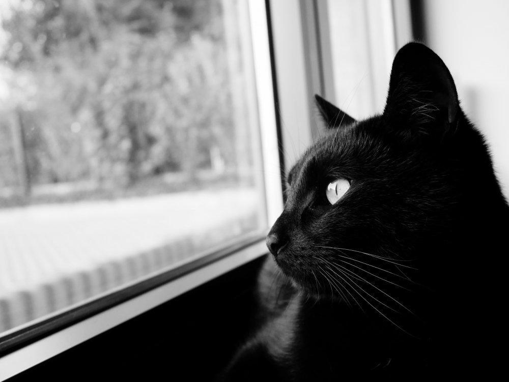 Осень за окном кот