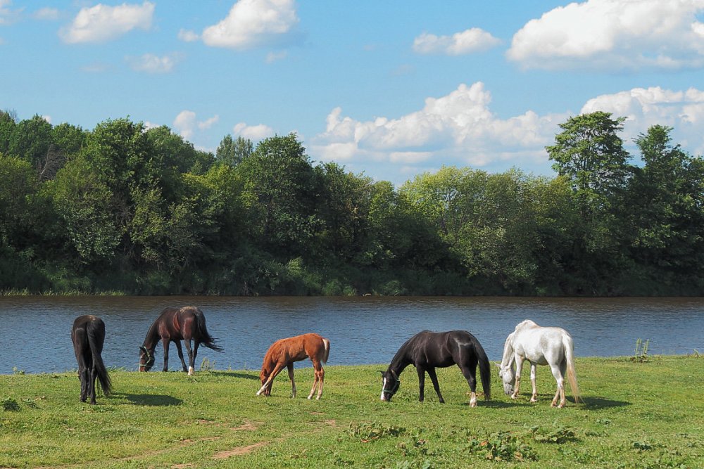 Ходят кони над рекою ищут кони водопою