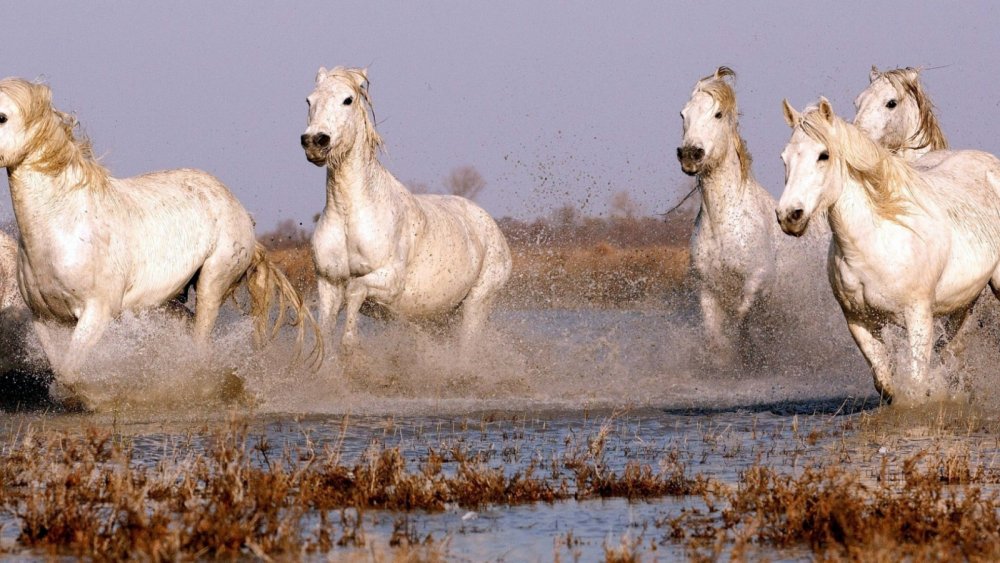 Белые Дикие кони