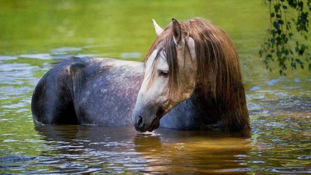 Лошадь в реке
