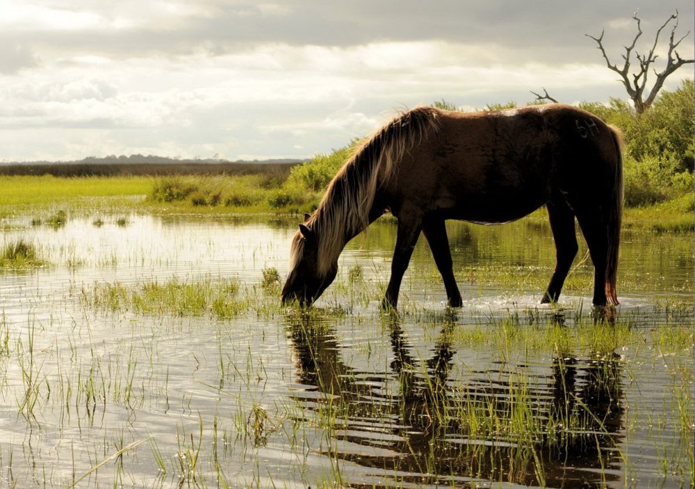«Лошади на водопое» Чжао Мэнфу
