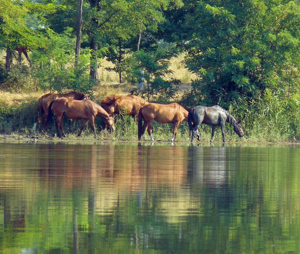Лошадь на берегу реки