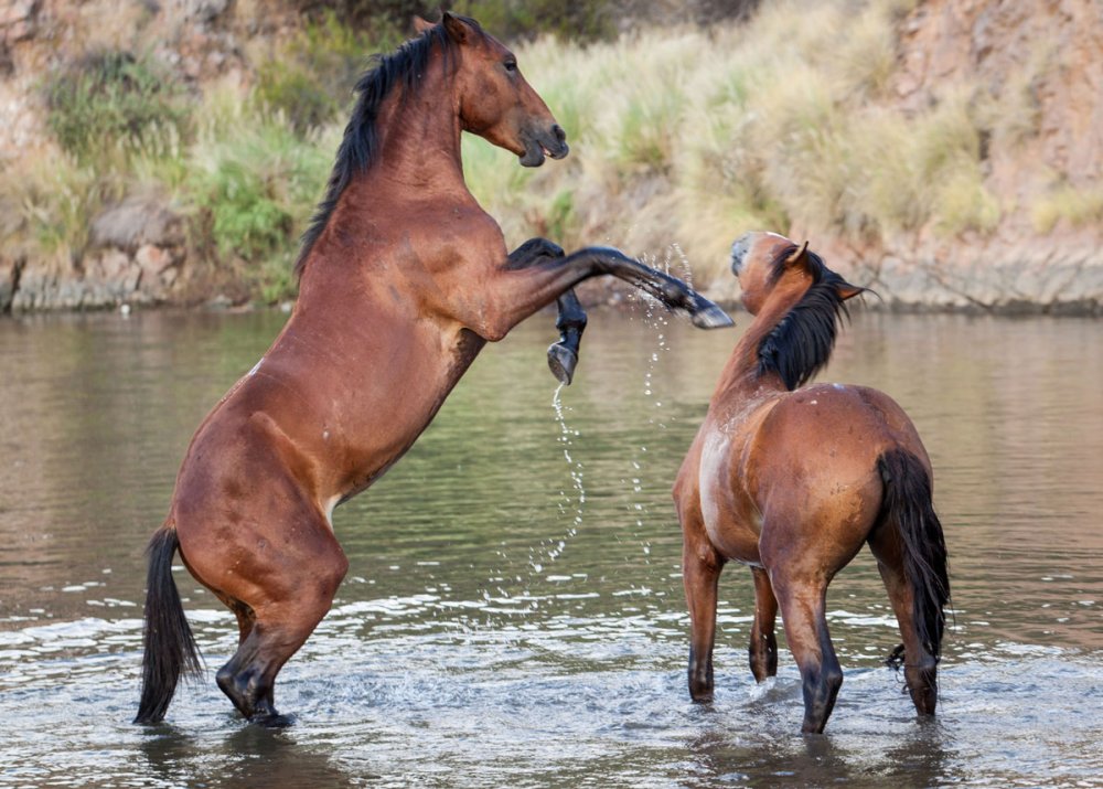 Лошади на речке