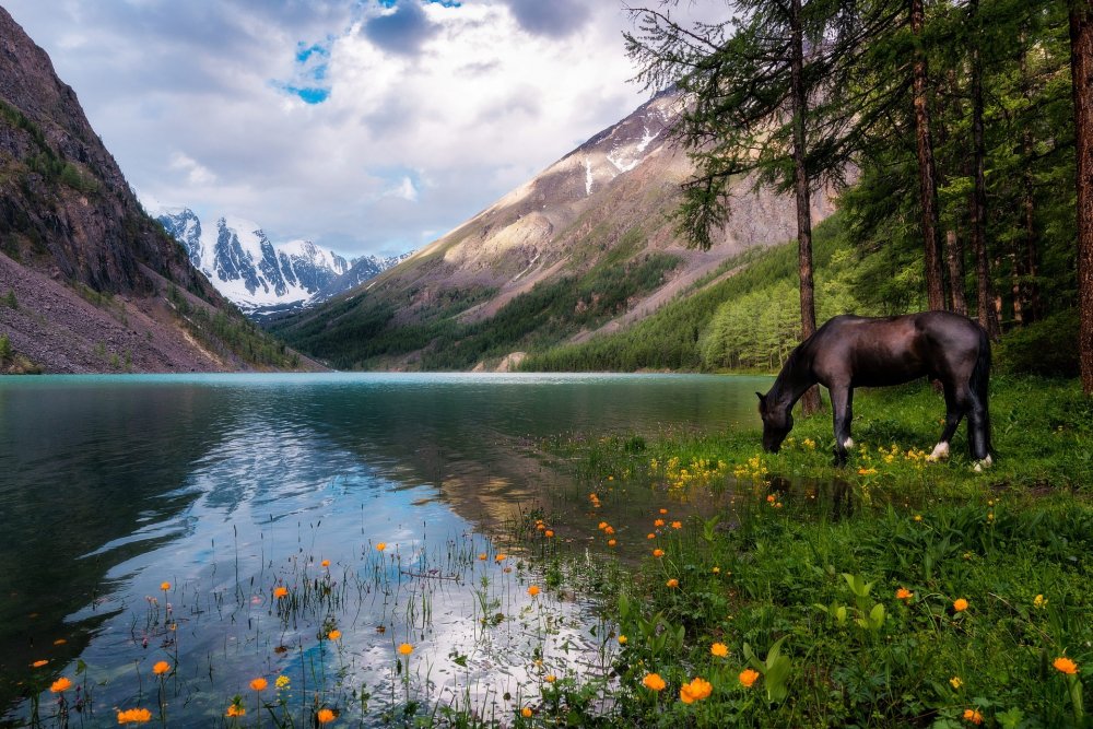 Кучерлинское озеро лошади