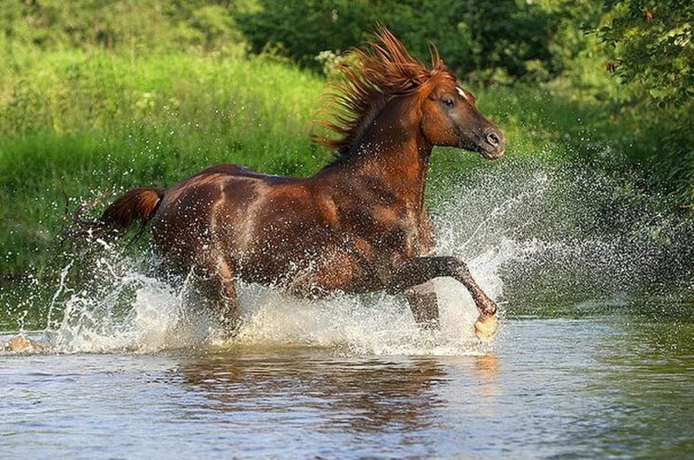 Екатерина Друзь конный фотограф