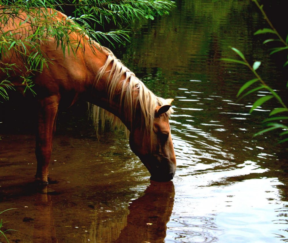 «Лошади на водопое» Чжао Мэнфу