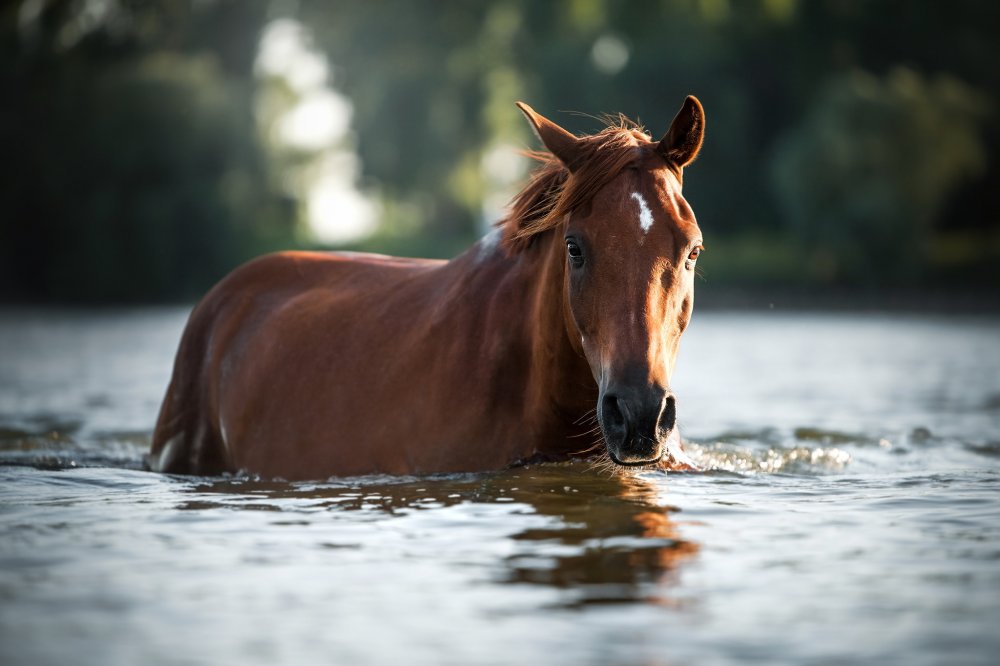 Лошадки в воде