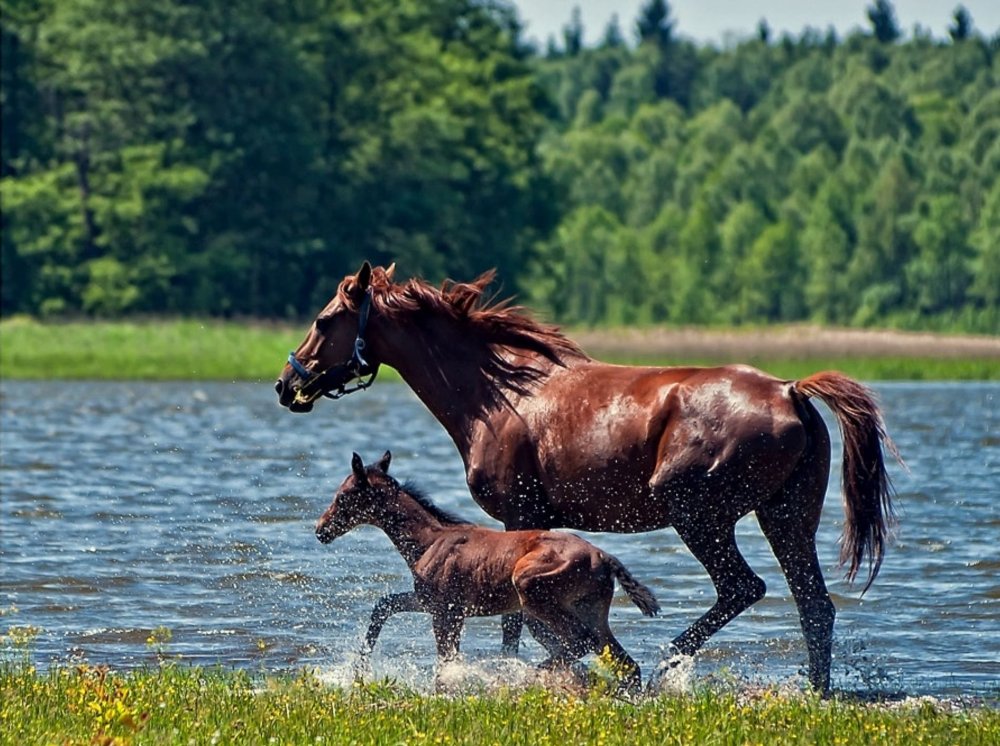 Лошади на речке