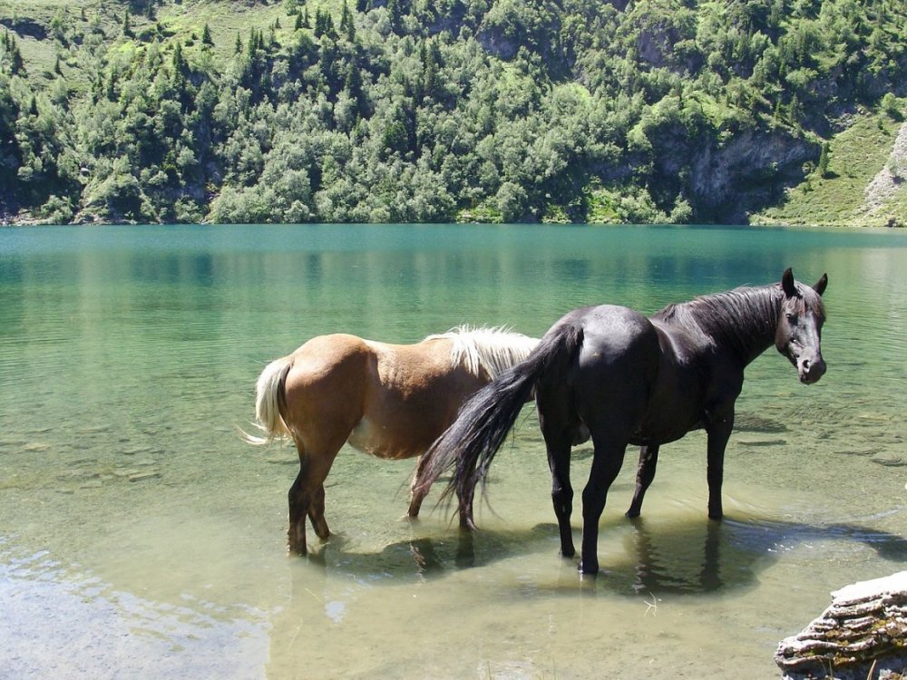 Лошадь в озере