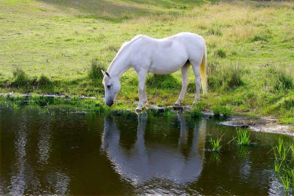 Конь пьет воду