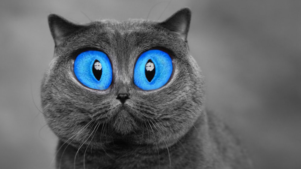 Кот с большими голубыми глазами