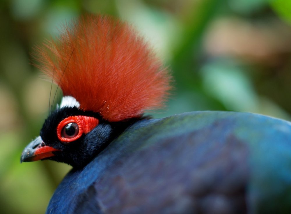 Тропическая птичка с красным хохолком