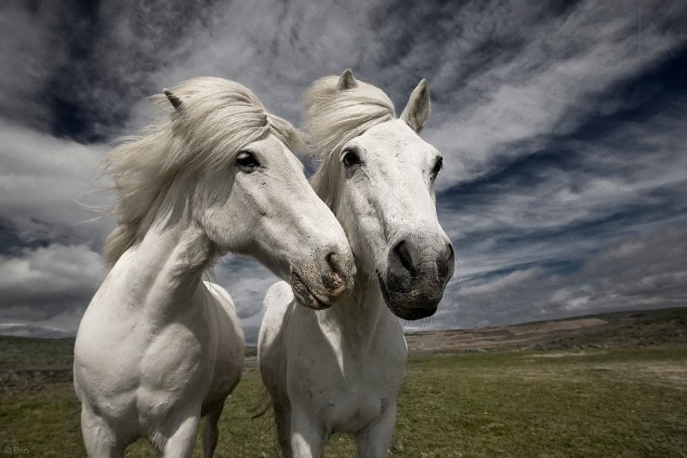 Влюбленные лошади