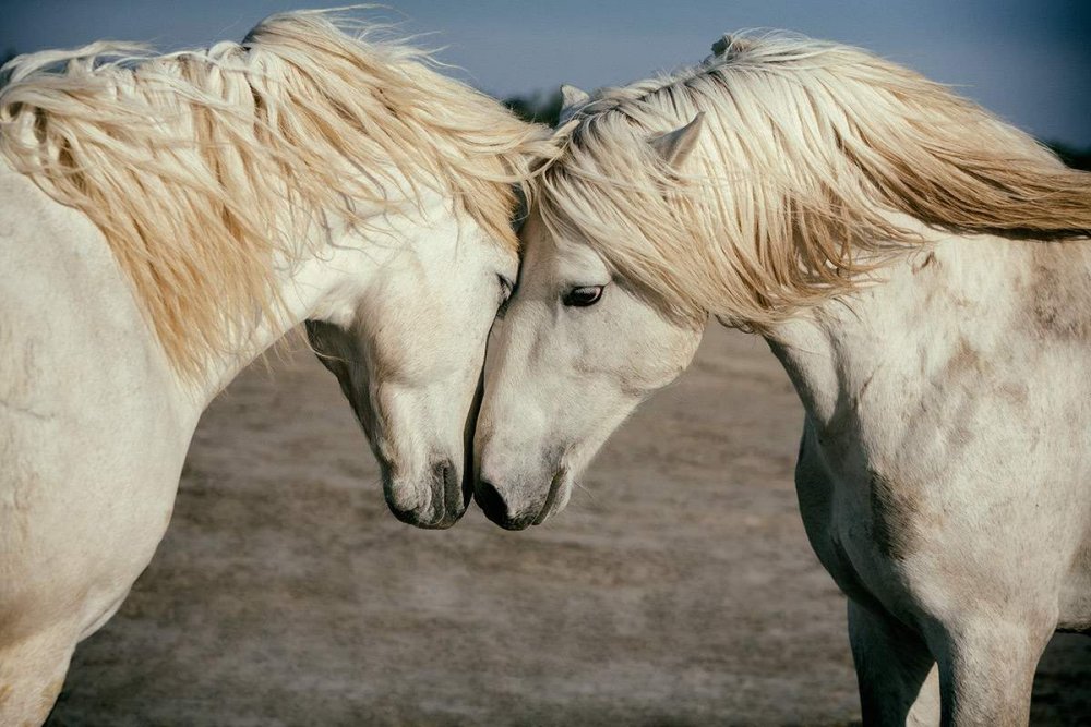 Любовь лошадей