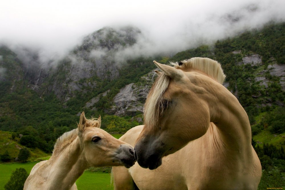 Две лошади на природе