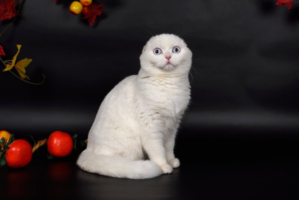 Котёнок шотландский вислоухий котёнок белый