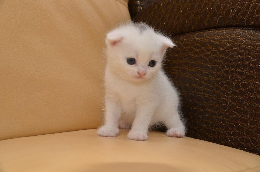 Белый вислоухий котенок