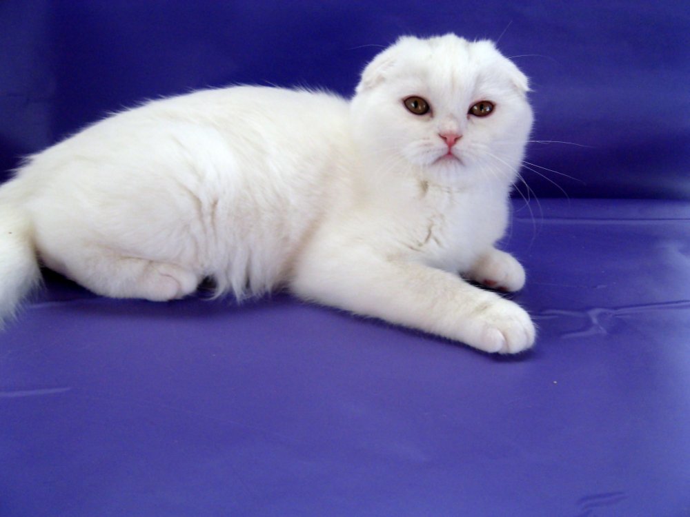Шотландская вислоухая кошка белая