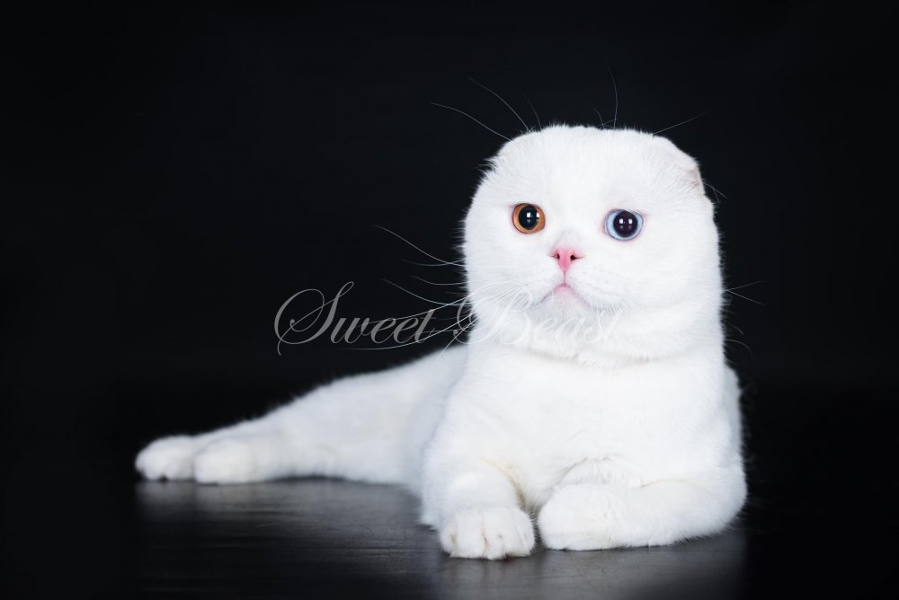 Британский вислоухий кот белый