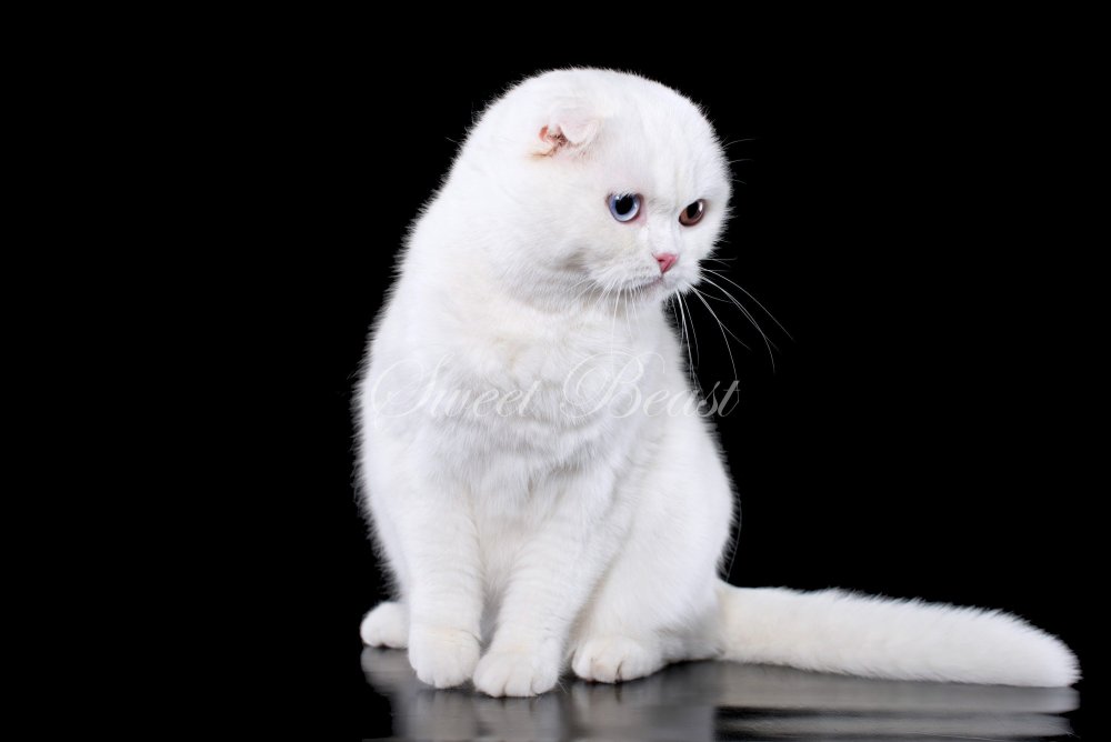Шотландская вислоухая кошка белая