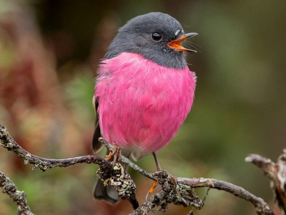 Птичка с розовой головкой