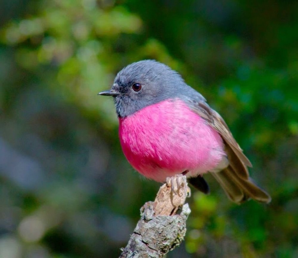 Мухоловка птичка с розовой грудкой