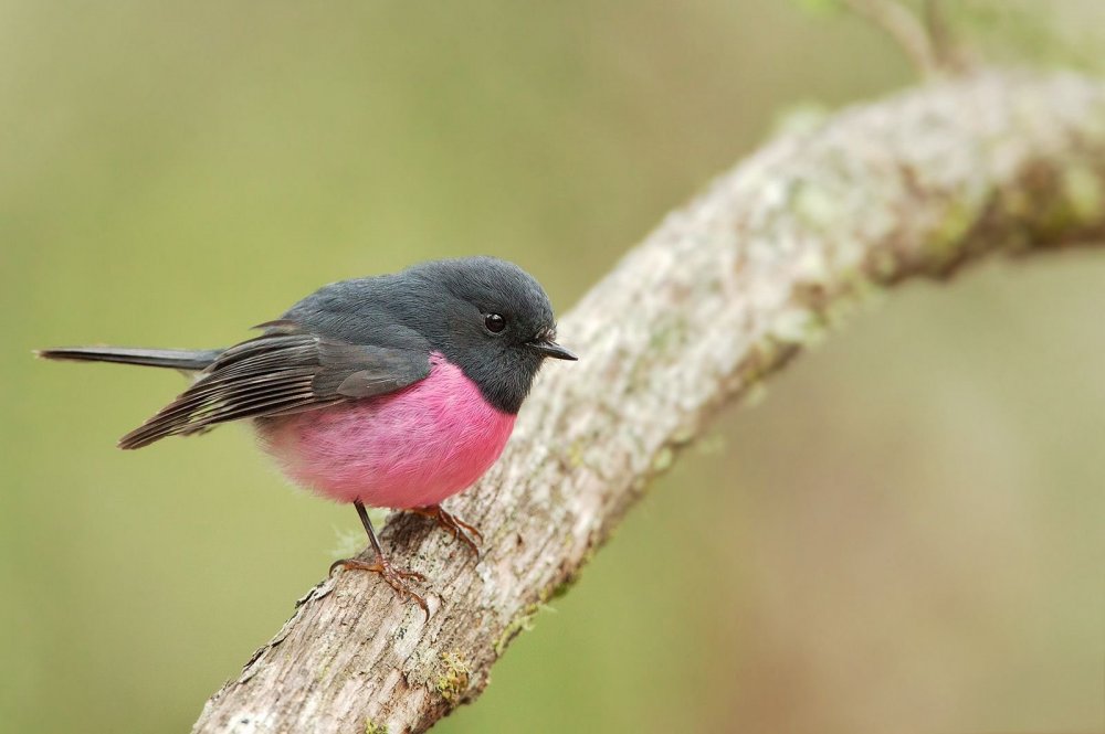 Розовый и черный птички
