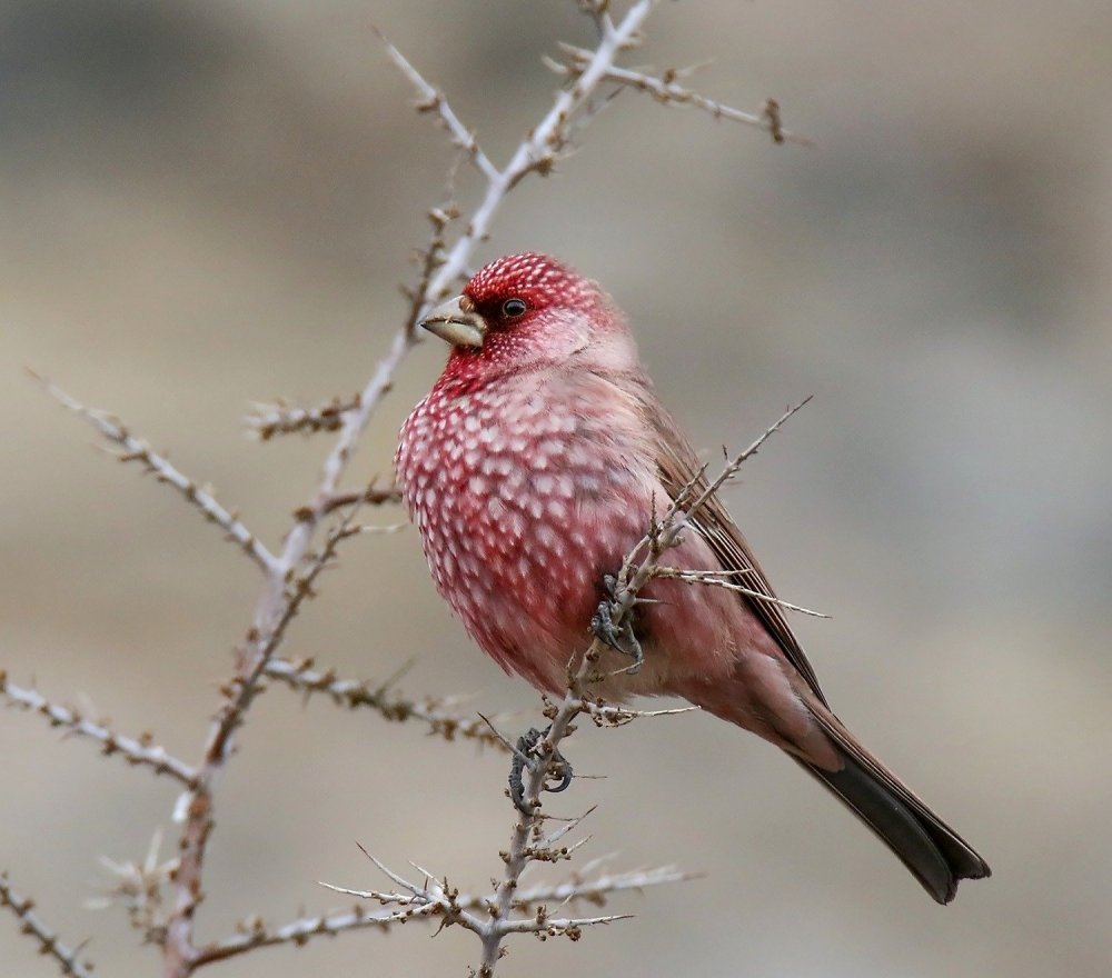Птица с розовой грудью