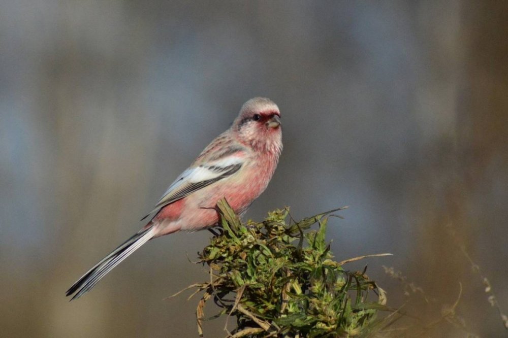 Птица с розовой грудкой