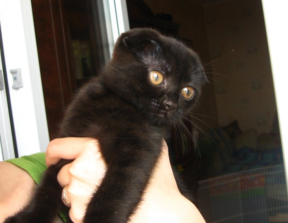 Шотландская вислоухая черная кошка 4 месяца