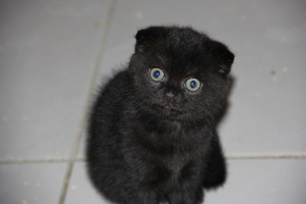 Вислоухий британец котенок черный