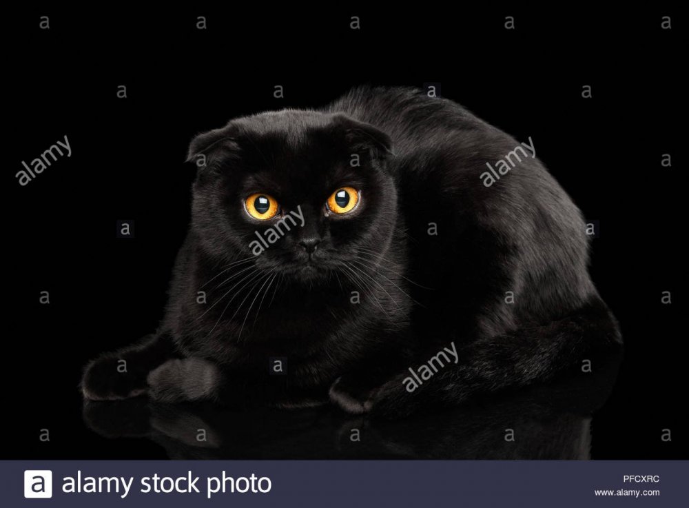 Шотландская вислоухая кошка черная с желтыми глазами