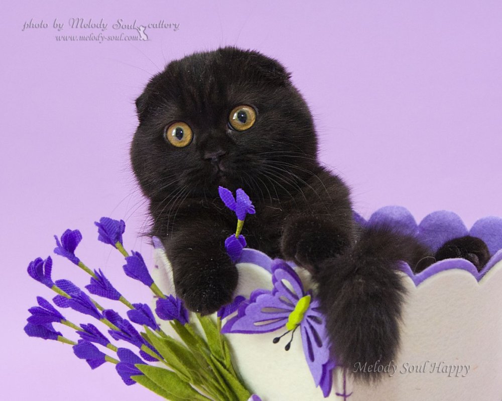 Черные Шотландские кошки с цветами