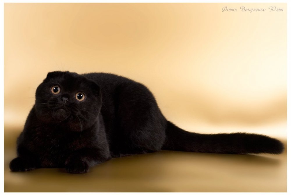 Шотландская вислоухая кошка черная