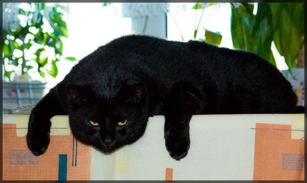 Черная вислоухая кошка с мышкой
