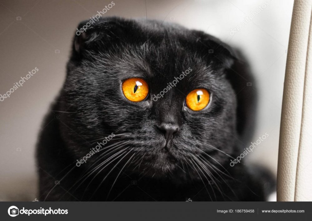Чёрный вислоухий кот с жёлтыми глазами