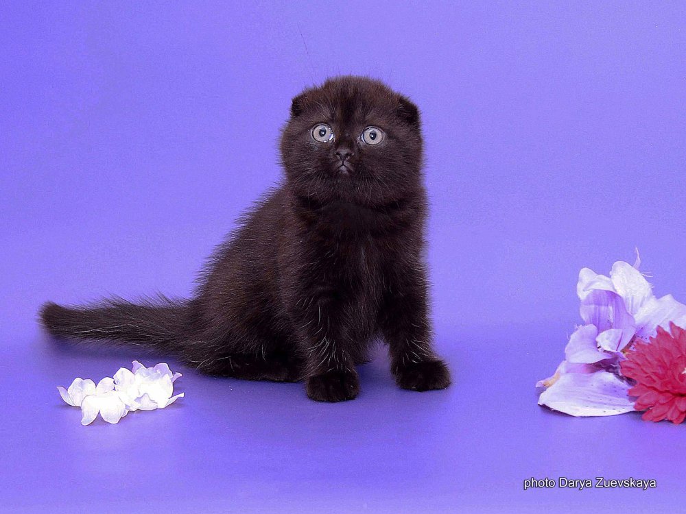 Шотландская вислоухая кошка черная котенок