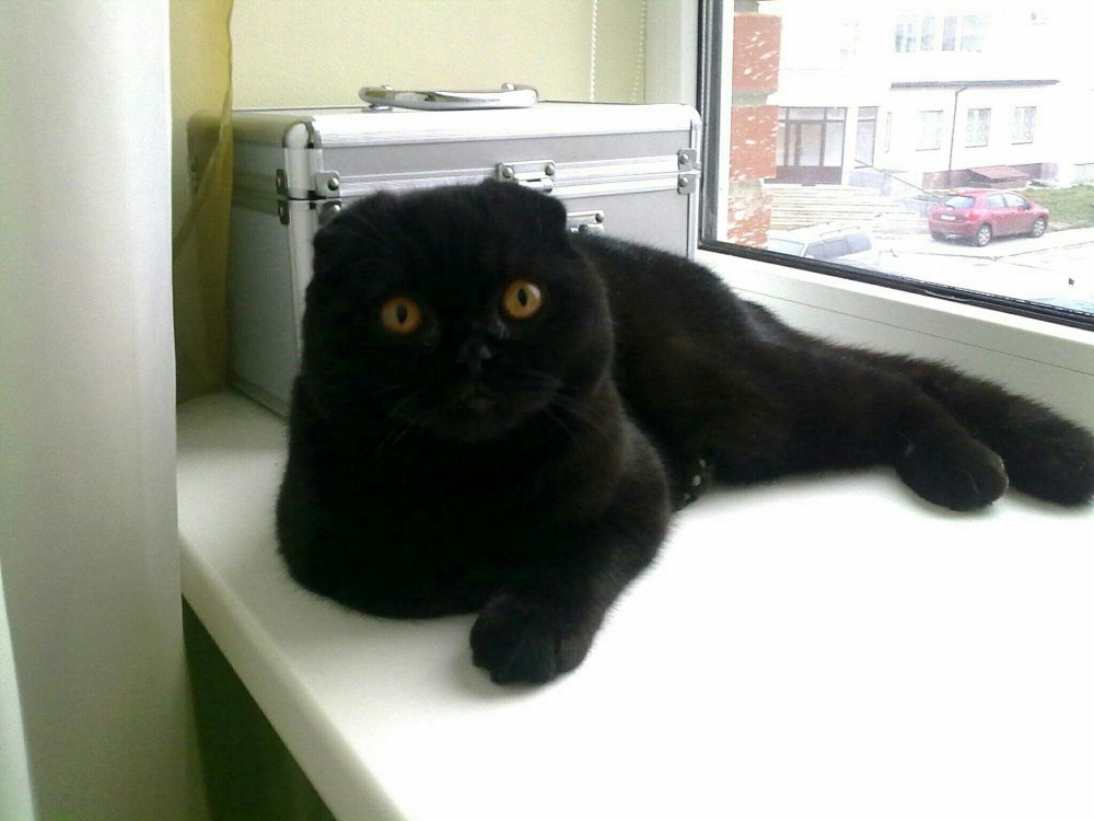 Чёрный британец кот вислоухий