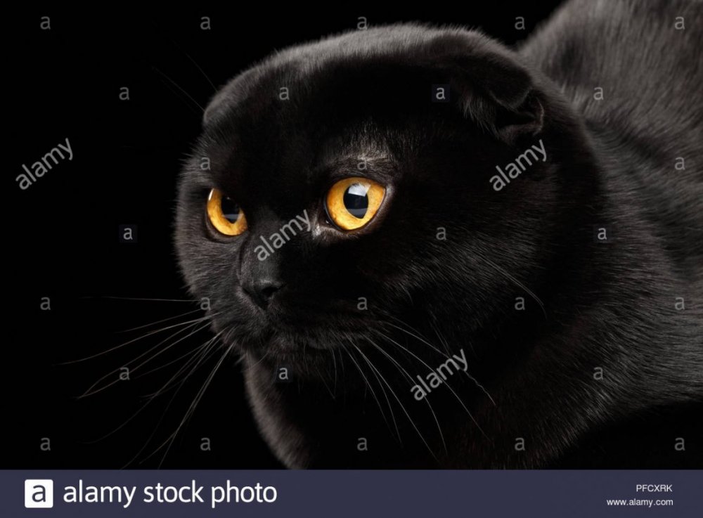 Вислоухий кот черный с желтыми глазами шотландец