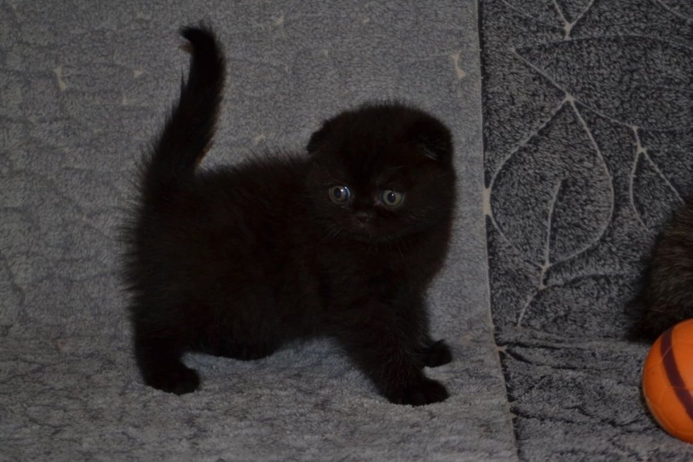 Скоттиш-фолд Шотландская вислоухая кошка черная