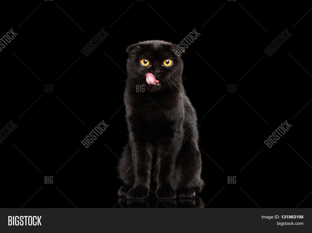 Шотландская кошка на черном фоне