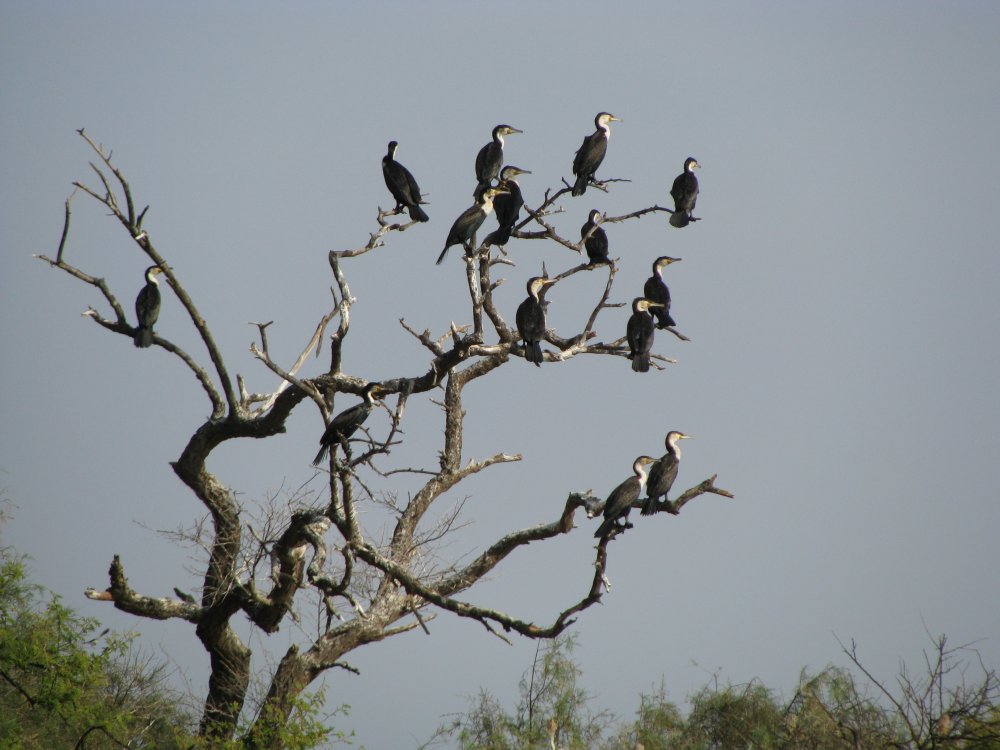 Птицы на африканском дереве