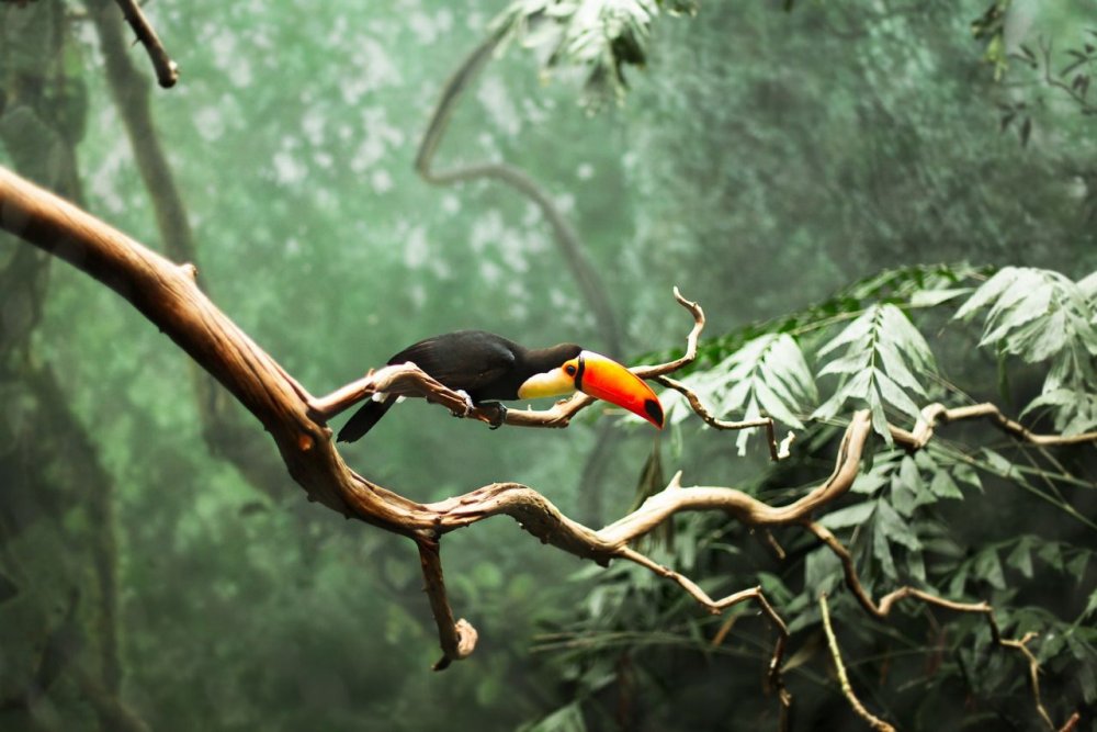 Птицы в тропическом лесу