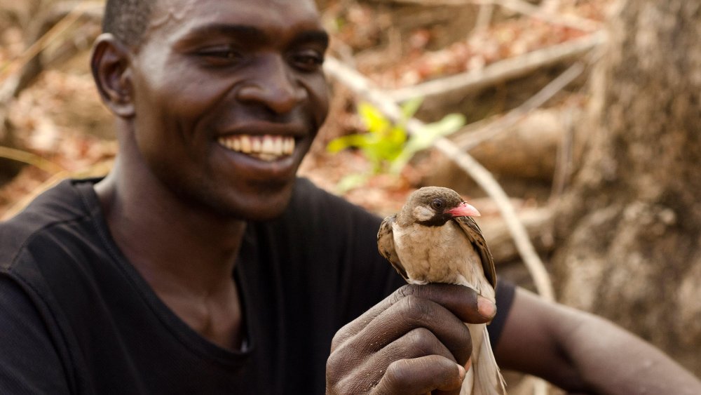 Птицы которые едят людей в Африке