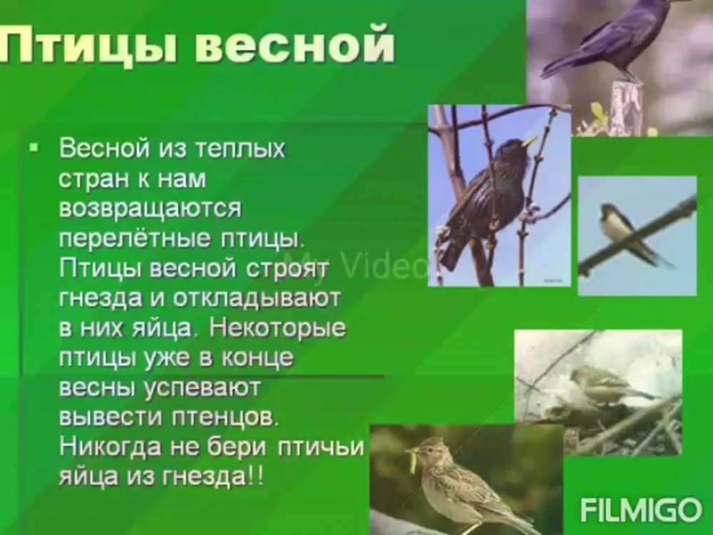 Значение птиц в природе