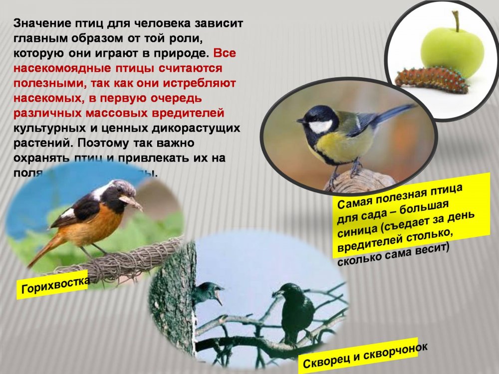 Полезные птицы в природе