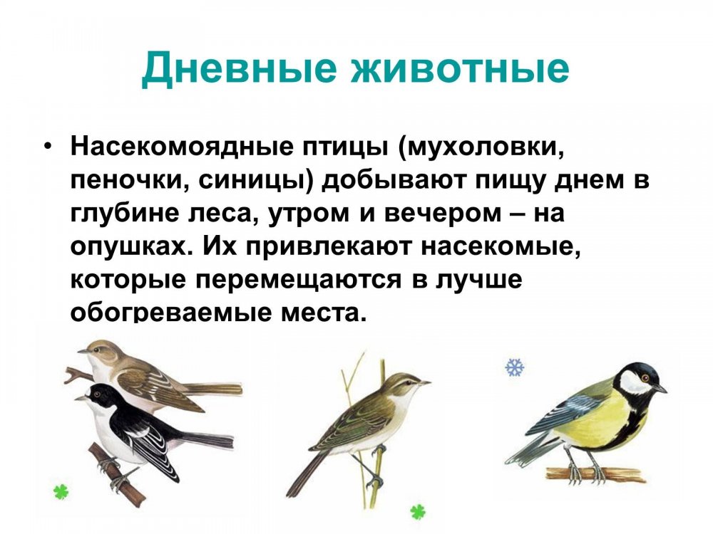 Насекомоядные перелетные птицы